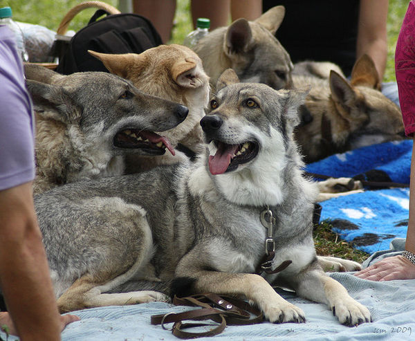 saarlooswolf dogs