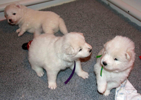 samoyed cute puppies