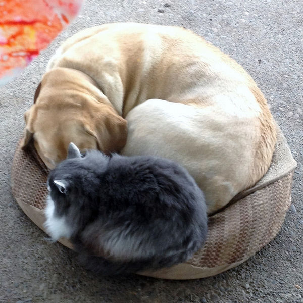 share cat bed