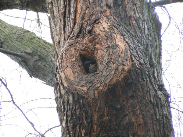 squirrel in hole