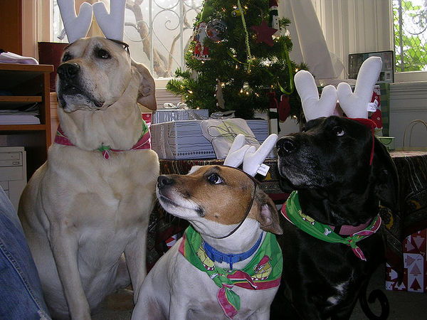 three dogs cute christmas