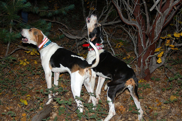 treeing walker coonhounds