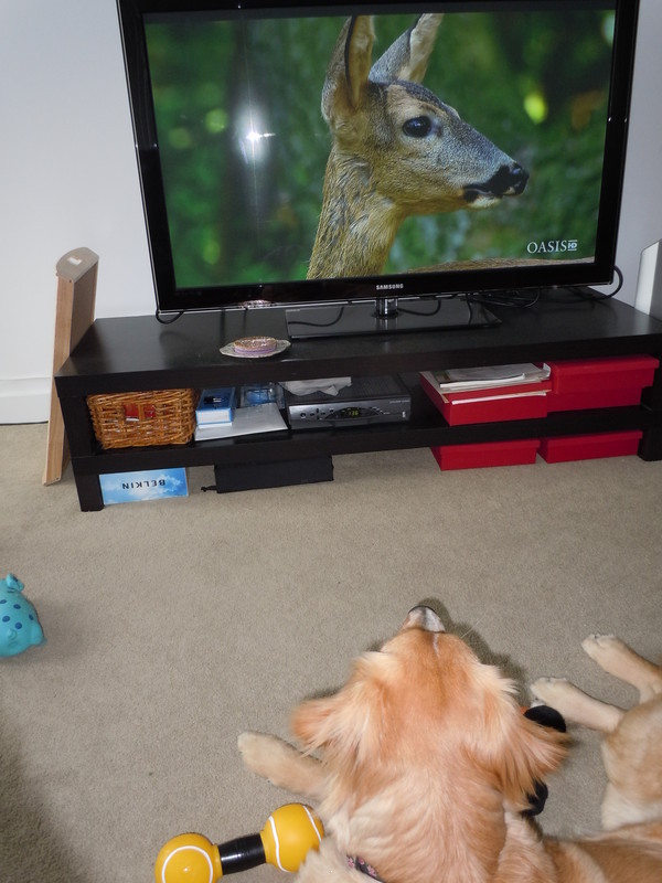 watching deer on tv