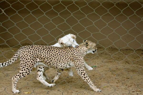 why cheetah