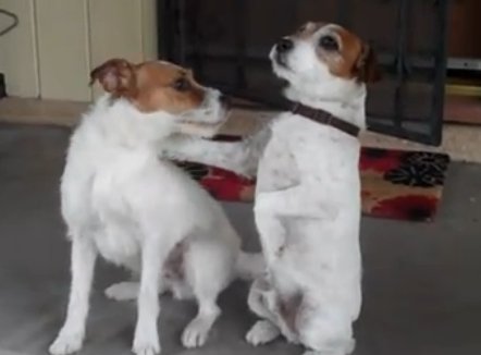 uggie and dash