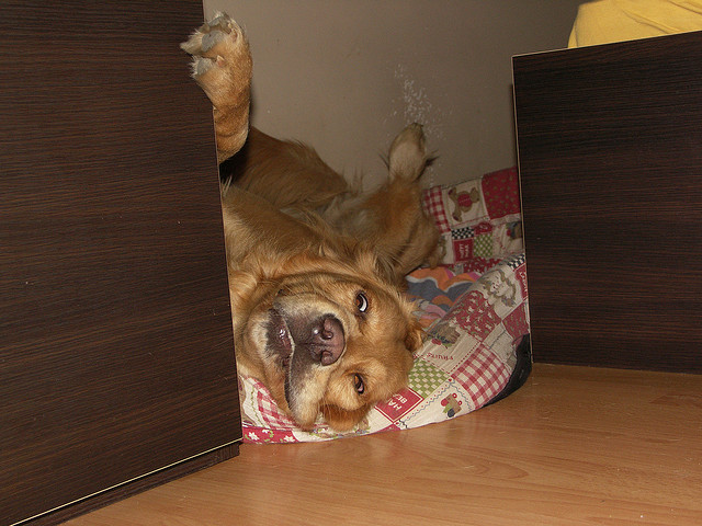 weird sleeping position cute dog att;PPieniazek http://www.flickr.com/photos/ppieniazek/3142930078/sizes/z/in/photostream/