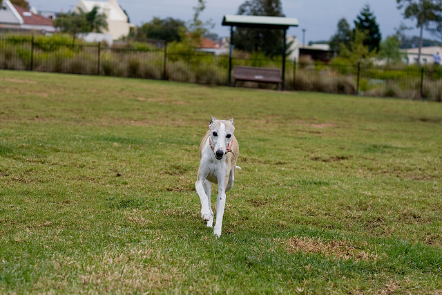 whippet smiling calm dog att;Lachlan Hardy http://www.flickr.com/photos/lachlanhardy/2415135989/sizes/z/in/photostream/