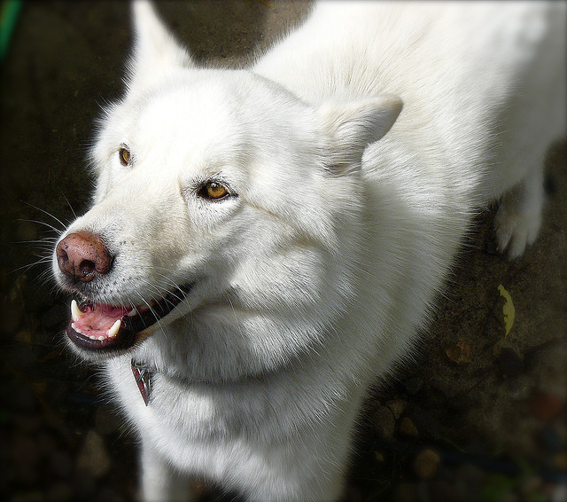 white swiss shepherd dog